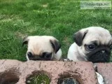 Ready now akc registered pug puppies fo