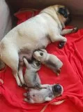 Beautiful litter of registered pug pu