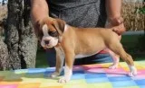 I have for sale this amazing boxer