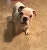 English bulldog female