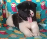 Akita puppies here