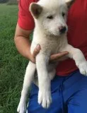 Ellie is a white american akita 