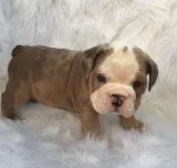 Lilac tri merle male with blue eyes 