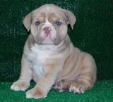 Our puppies are registered 