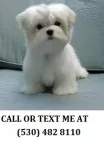 Maltese puppies availble male and femal