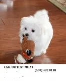 Home trained maltese pups for adoption
