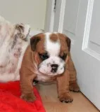 Betty and reg have had their english bul