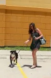 Dog for sale