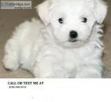 Akc registered male amnd female maltese