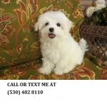 *playful maltese pups now adp