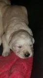 Qi we have akc registered labrador retri