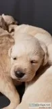 Zo we have akc registered labrador retri