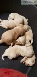 Zp we have akc registered labrador retri