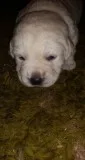 Zi we have akc registered labrador retri