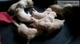 Zt we have akc registered labrador retri