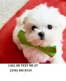 Hhh healthy and loving malteses pups