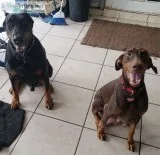 Doberman pinscher puppies 