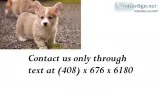 Stewart s pembroke welsh corgis