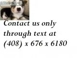 Akc adorable pembroke welsh corgi pups