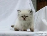 Teacup persian kittens