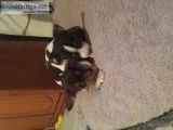 Chihuahua puppies