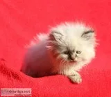Cute teacup persian kittens