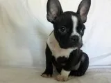 French bulldog puppies 