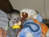 Beautiful finger marmoset monkeys
