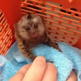 Healthy angelic baby marmoset monkeys fo