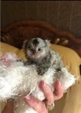 Lovely marmoset monkeys