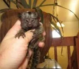 Baby marmoset monkeys for adoption
