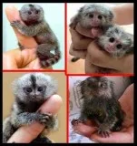 Max male white face capuchin monkey 