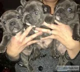 French bulldog puppies for sale