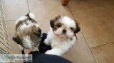 Shih tzu puppies ready to go home