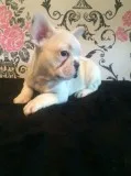 Humble french bulldog puppies for sale