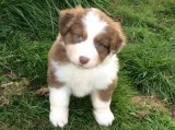 Australian shepherd puppies for sale