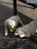 Golden retriever puppies are here