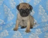 Pug puppies ready to go home