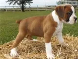 Boxer puppies for sale