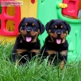 Rottweiler puppies now ready