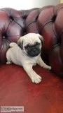 Pug puppies for sale 
