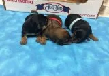 Teacup yorkie puppies