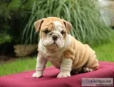 English bulldog puppies for pet lovers