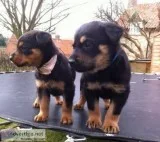 Champion bloodline rottweiler puppies