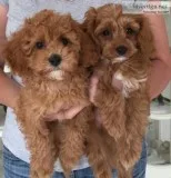 Super adorable toy poodle puppies