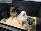 German shepherd puppies available 