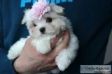 Gorgeous maltese puppies, akc registered