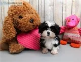 Gorgeous shih tzu puppies ready now