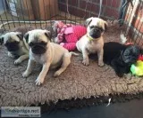 Pug puppies for sale