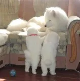 Samoyed puppy for sale